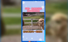 娱乐吃瓜群众模板,揭秘明星背后的故事，带你领略明星们的真实生活