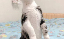 娱乐圈吃瓜猫是谁啊,揭秘神秘“吃瓜猫”的真实身份