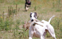 惠比特犬,速度与优雅并存的猎犬品种解析
