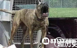 最凶猛的狗,揭秘自然界最凶猛犬种之谜
