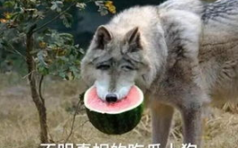 喂驴打一嘴巴子吃瓜娱乐,一场意外的网络狂欢